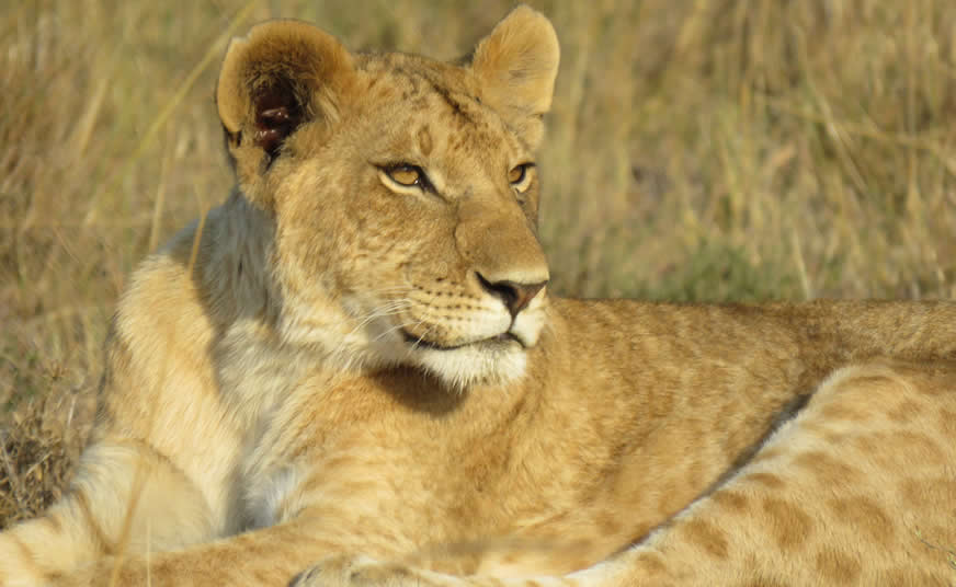 What to Expect on Safari