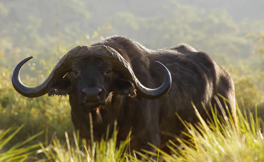 Aberdare National Park