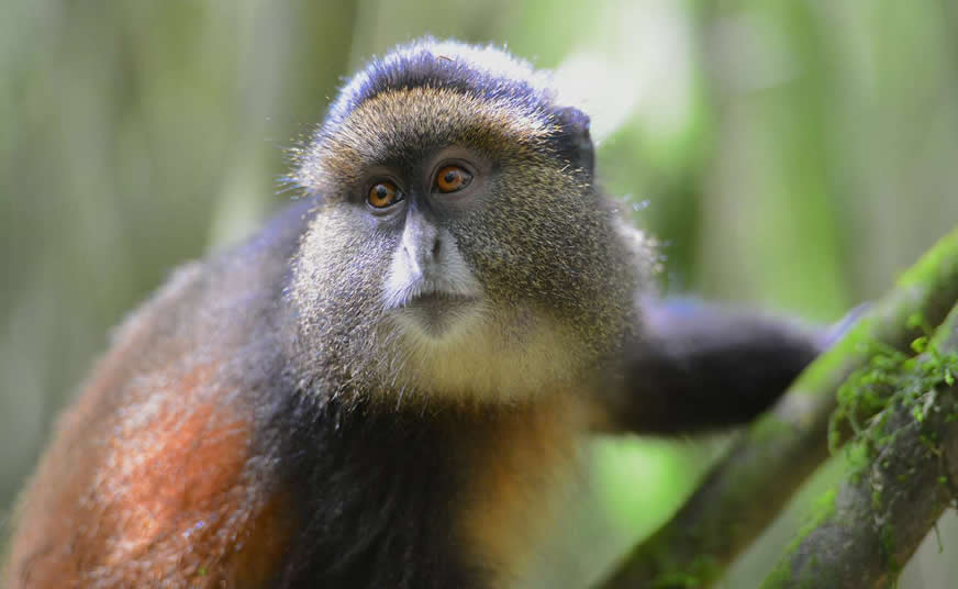 Gishwati Mukura National Park