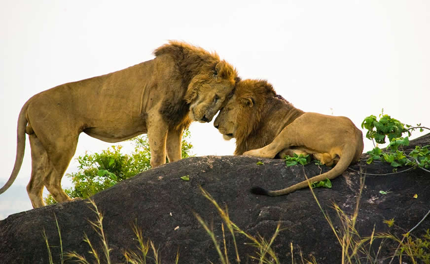 Kidepo Valley National Park