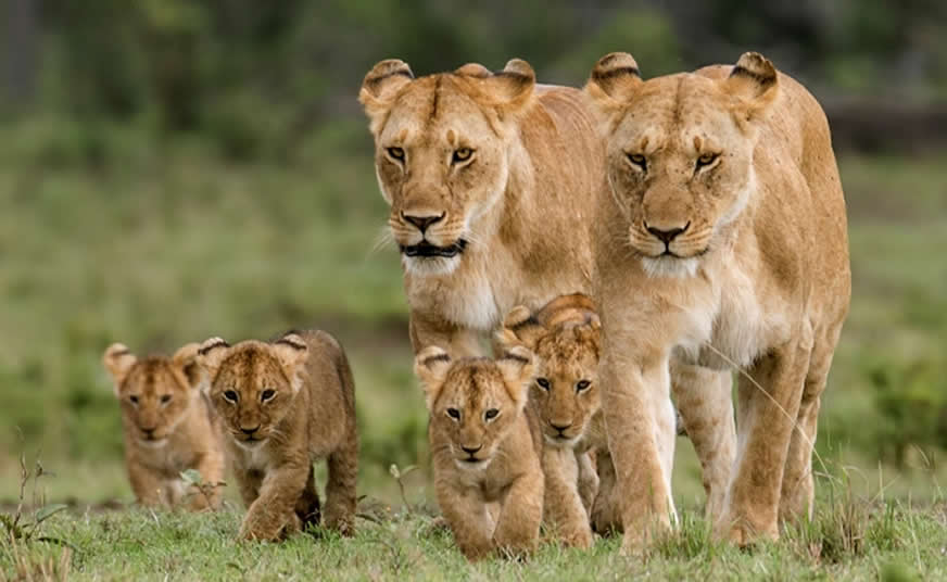 Maasai Mara National Reserve