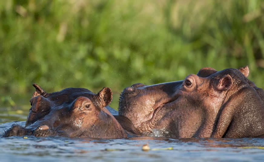 Mikumi National Park