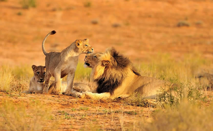 Ruaha National Park