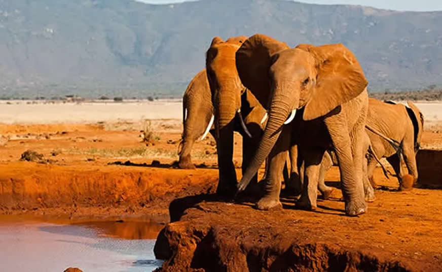 Tsavo East and Tsavo West National Parks