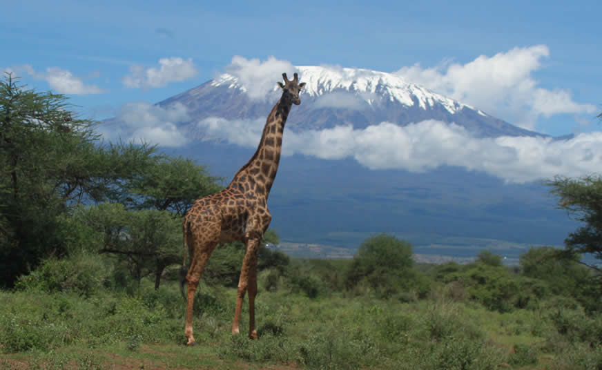 Kenya Bush and Beach Luxury Tour