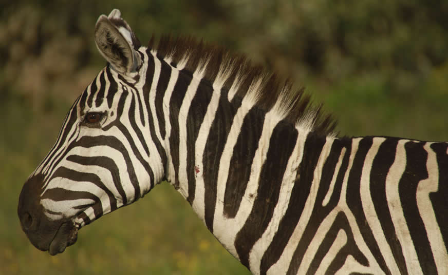 Hells Gate and Naivasha Adventure