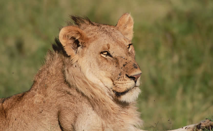 Masai Mara Express Safari