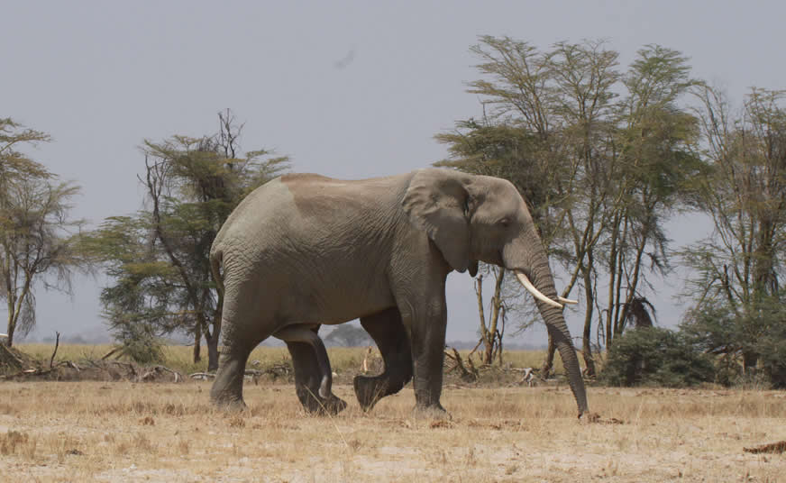 Amboseli and Tsavo Active Safari