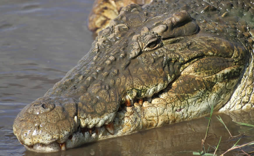 Masai Mara and Diani Escape