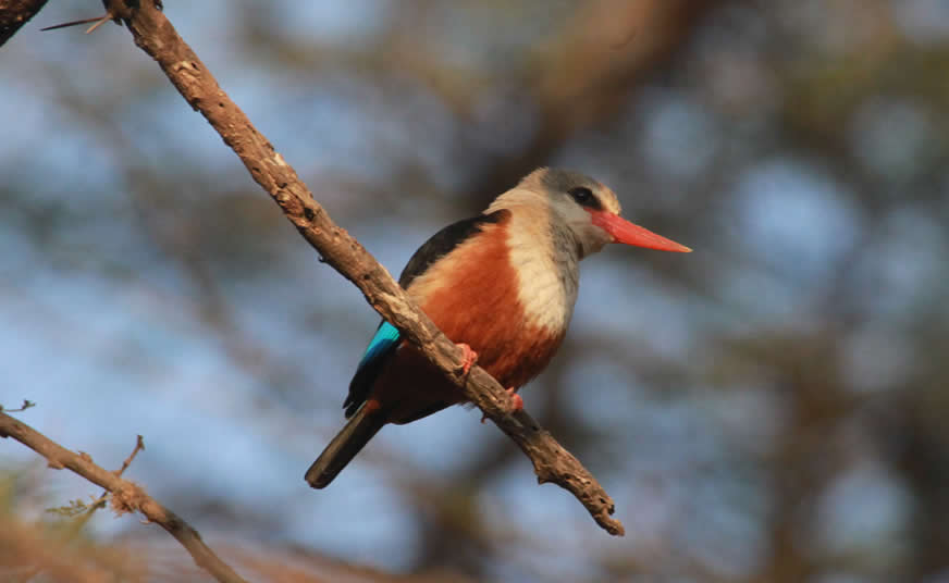 Kenya Ornithological Expedition