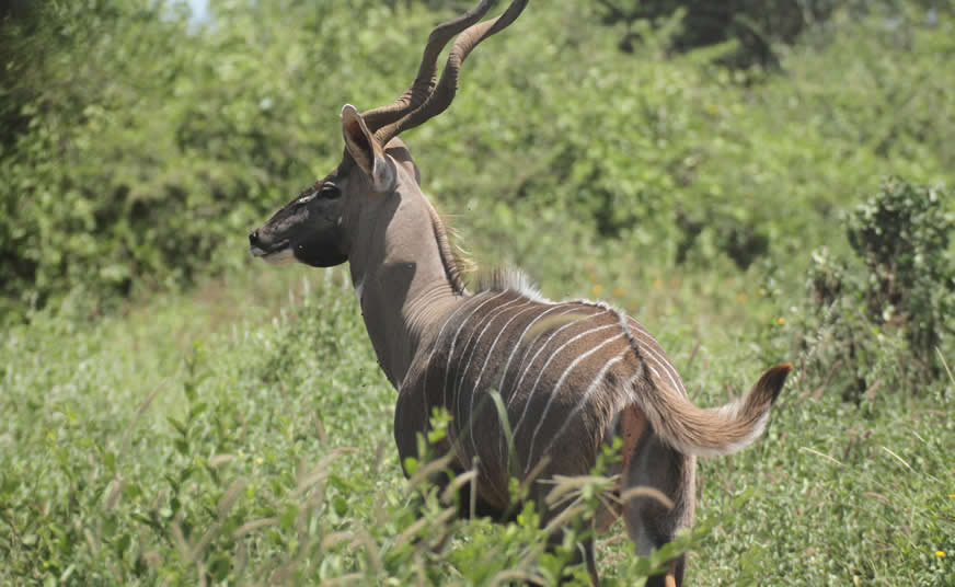 Luxury Kenya Safari Circuit