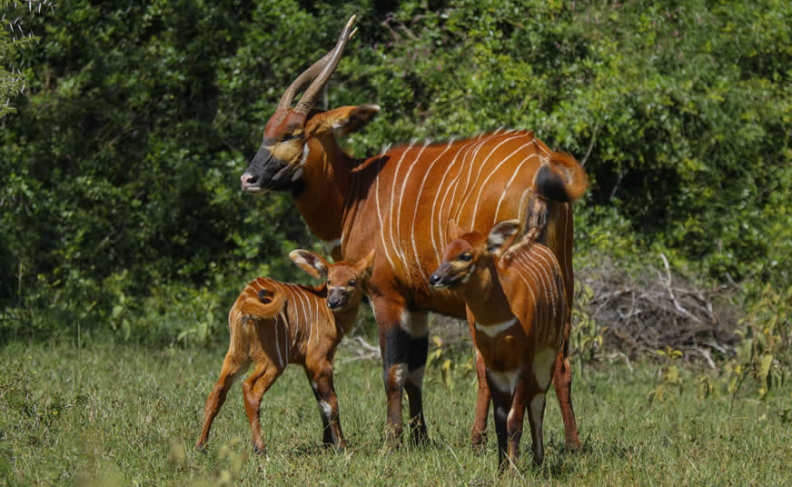 Mount Kenya Climb and Safari