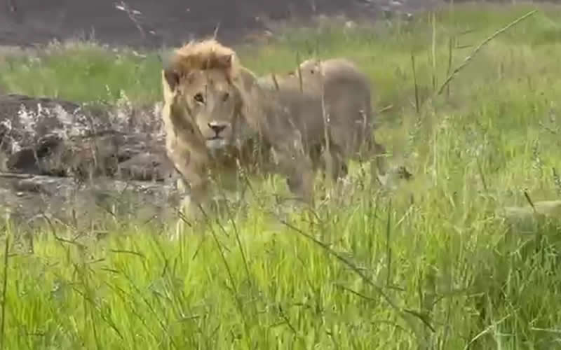 Handsome Blonde Lion Walks By