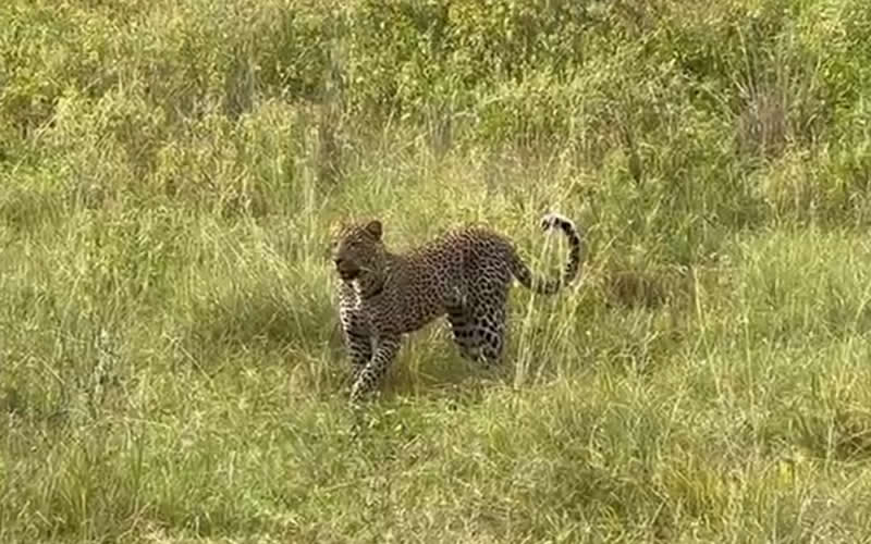 Leopards Casual Stroll