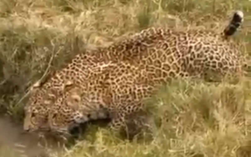 Two Leopards Drinking - Rare Sighting
