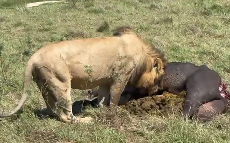 Lion Feeds on Buffalo