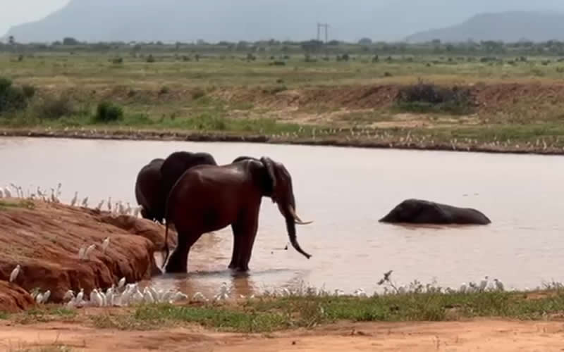 Elephants Enjoying the Pools